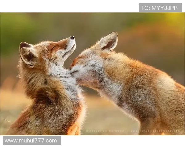 在足球场上为球星定格瞬间记录荣耀与激情的摄影师之旅